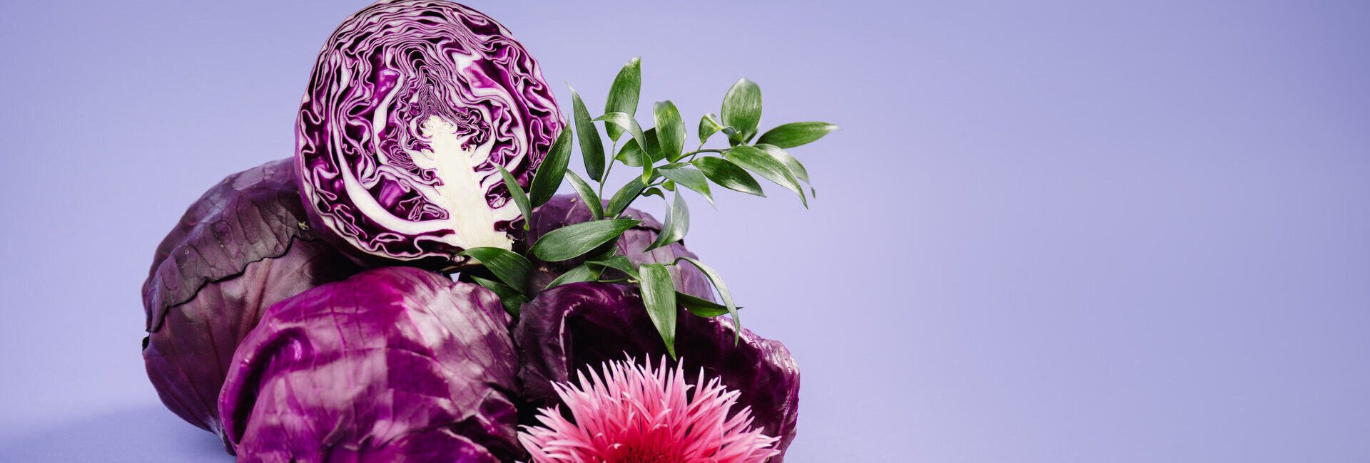Rotkabis – der bunte Star unter den Kabissorten