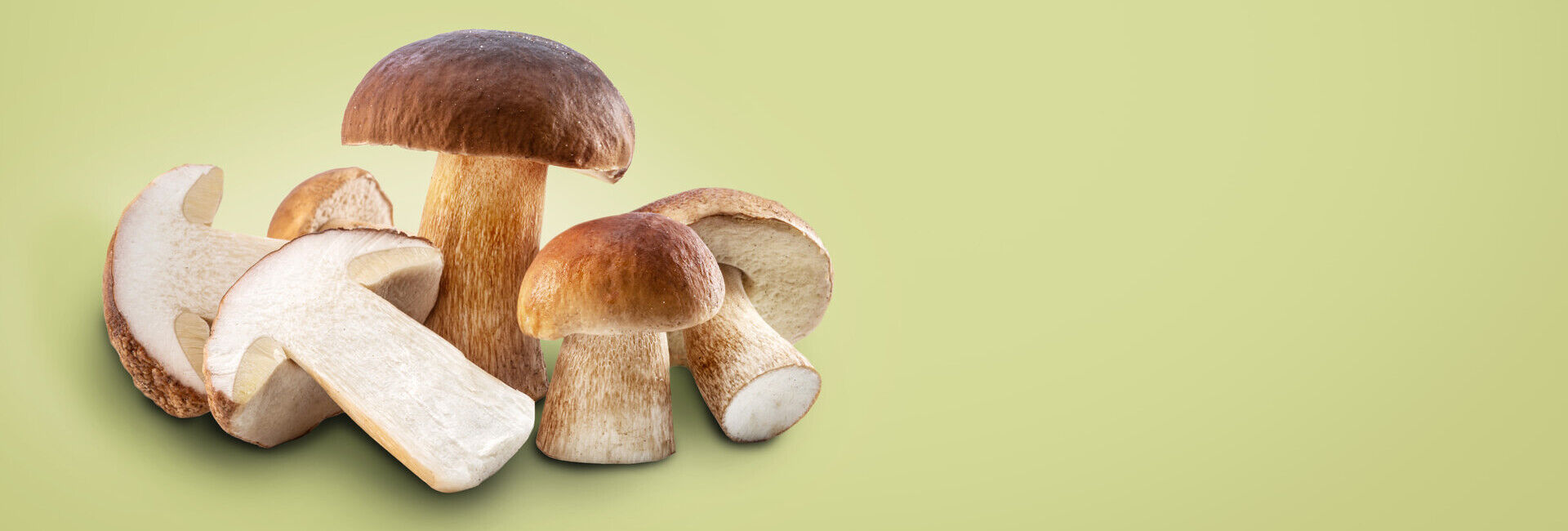 Steinpilz: Der König der Pilze