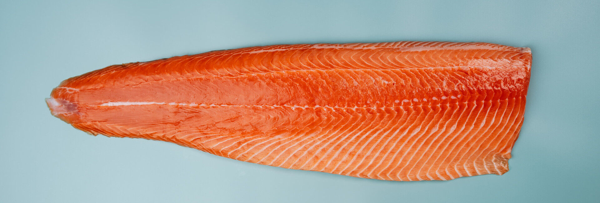 Lachs: Der Verwandlungskünstler