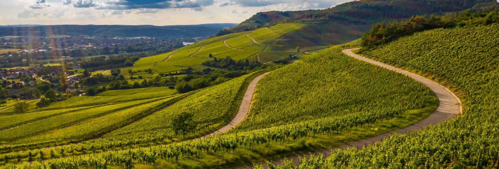 Pinot Noir – facettenreiche Eleganz